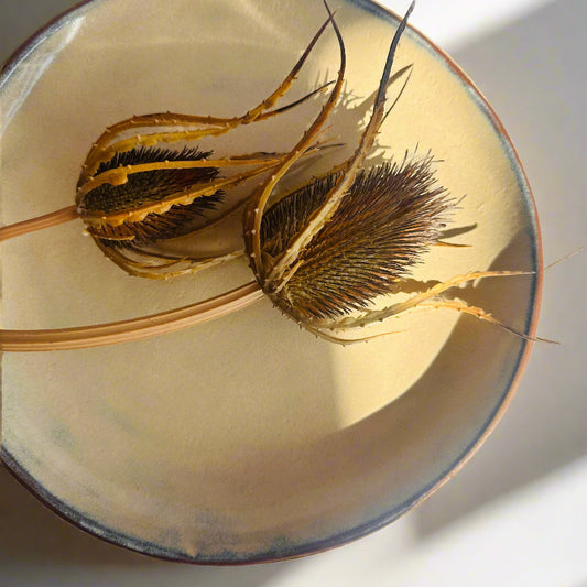 Dried plant on a ceramic plate with a soft light background