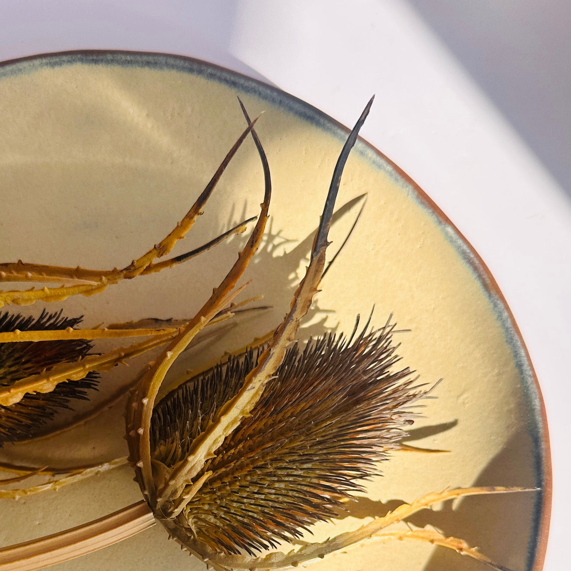 Dried plant material on a reflective surface with a blurred background
