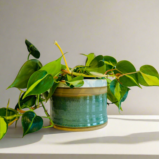 plant pot | green + white